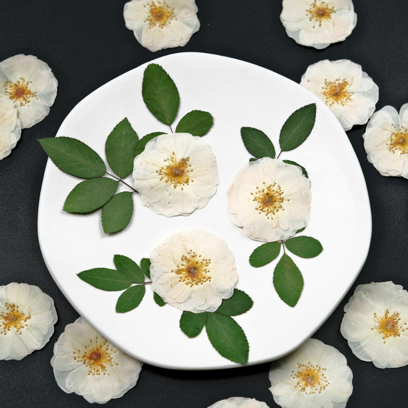 6pcs,9pcs,Nature White Rose Pr - đánh giá và giá Dried Flower Bulk