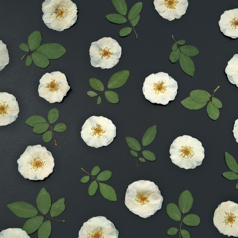 6pcs,9pcs,Nature White Rose Pr - đánh giá và giá Dried Flower Bulk