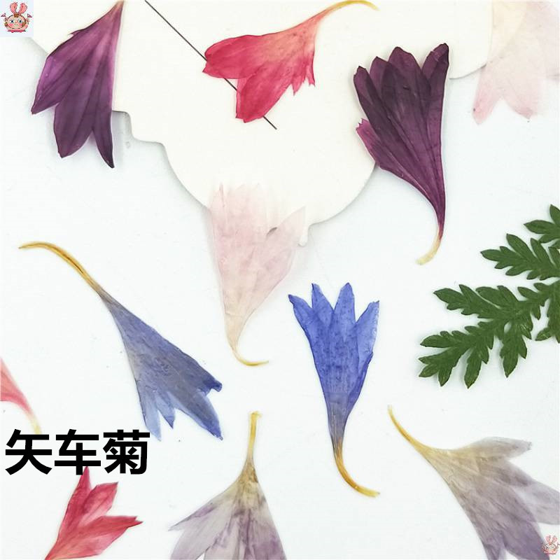 20 Plant Specimens, Cornflower - đánh giá và giá Resin Jewelry Kit