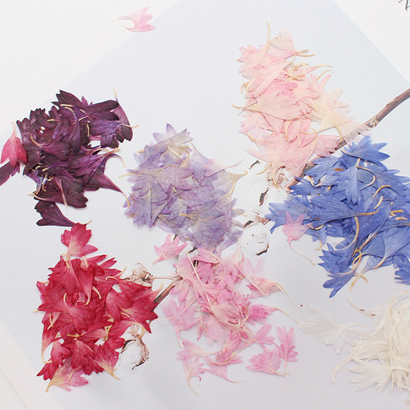 20 Plant Specimens, Cornflower - đánh giá và giá Resin Jewelry Kit